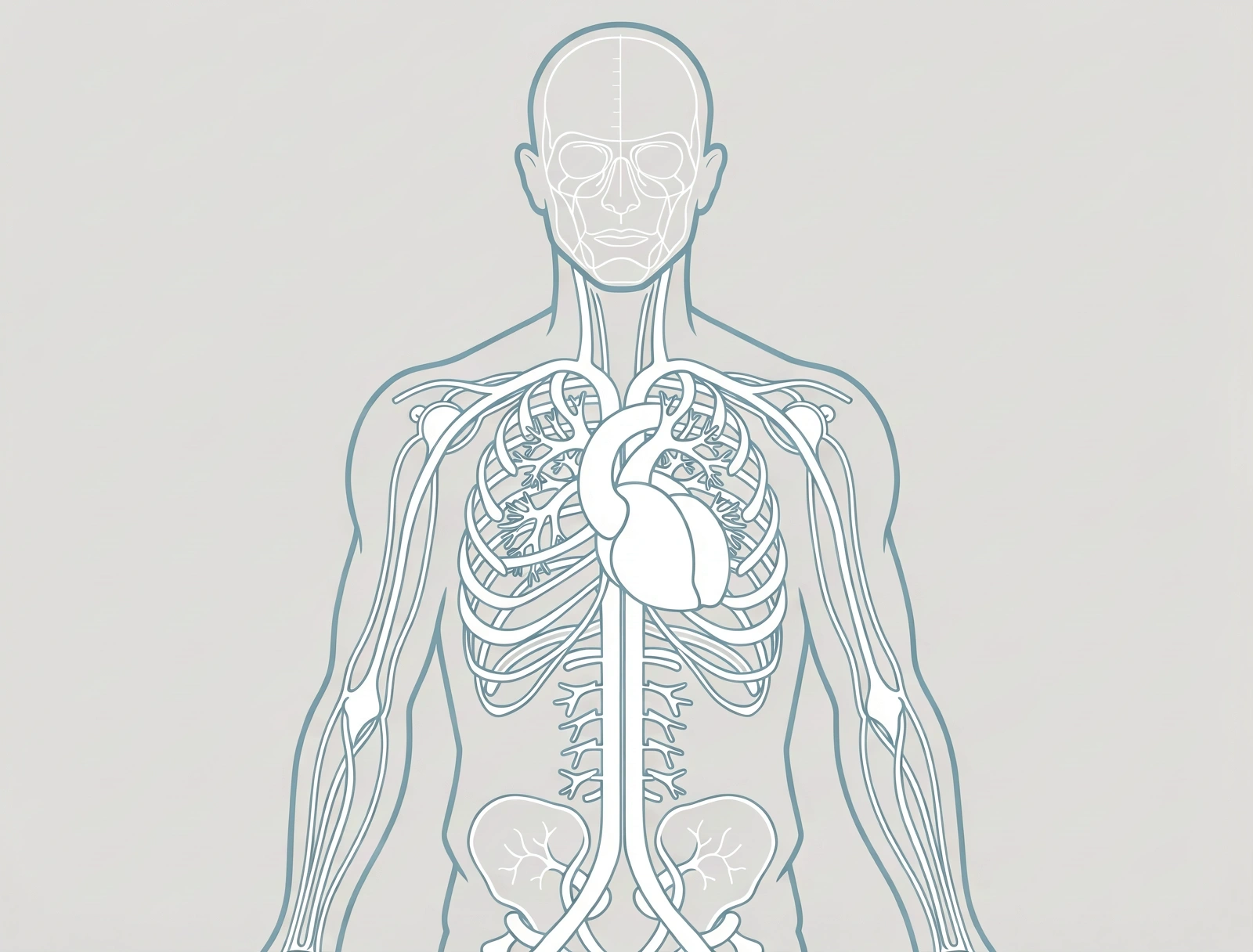 Bio-Esquema Humano